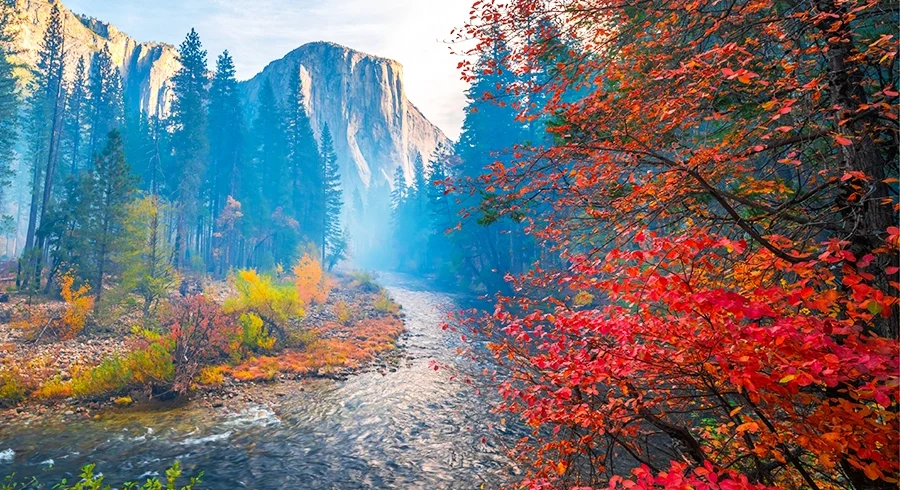 national parks yosemite fall leaves by creek mountains in background